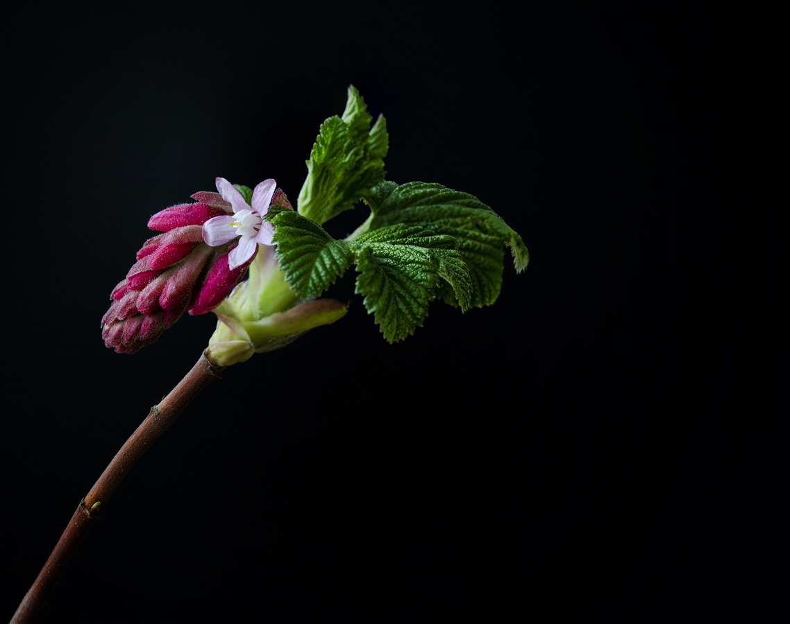 Flowering Currant